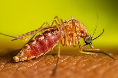 Çin’de Chikungunya Vakaları Hızla Artıyor: ABD CDC’den Seyahat Uyarısı