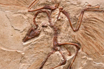 Çin’de Yeni Dinozor Türü Bulundu