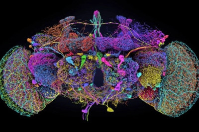 Davranış Genetiğinde Devrim: Türler Arası Aktarım Başarıldı