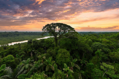 Amazon Ormanları Tehlikede: Yasa Dışı Ağaç Kesimi Rekor Seviyede