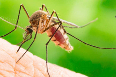 Burkina Faso, Genetiği Değiştirilmiş Sivrisinekleri Yasakladı